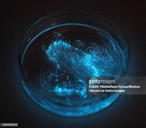 Bioluminescent Algae Foto E Immagini Stock Getty Images