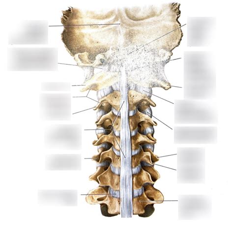 Anterior Longitudinal Ligament Cervical Spine Diagram Quizlet