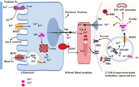 Inflammation Mediated Hepcidin Ferroportin Pathway And Its Therapeutic