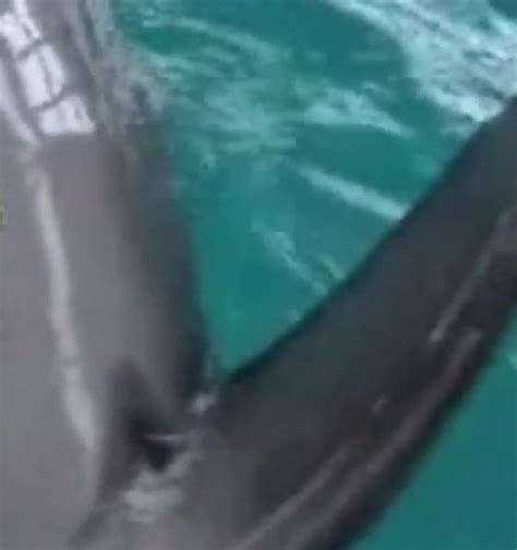 Guy Strokes That Dolphin Dick Before Sucking On It