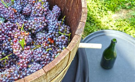 Tips And Techniques To Help You Win A Grape Stomp