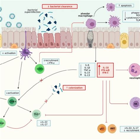 Schematic Representation Of The Immunological Mechanisms Underlying