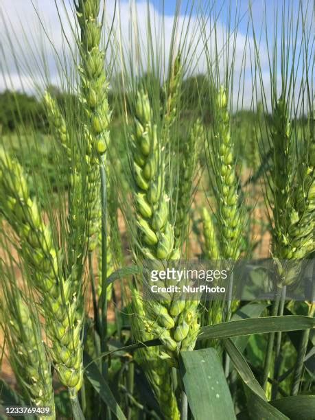 Growing Wheatgrass Photos And Premium High Res Pictures Getty Images