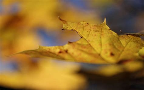 Nature Macro Branches Autumn Leaf Autumn Sheet HD Wallpaper Pxfuel