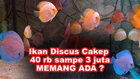 Harga Ikan Discus Cakep Rb Jt Memang Ada Discus Fish Main