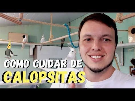 Dicas Para Quem Comprou Uma Calopsita Como Cuidar De Calopsitas