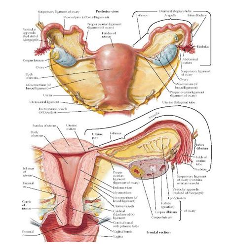 Understanding Ulcers Chart 20×26 Artofit