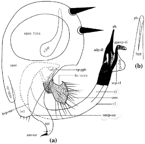 A B Chrysotus Sagittus Sp Nov A Male Genitalia Left Lateral Download Scientific Diagram