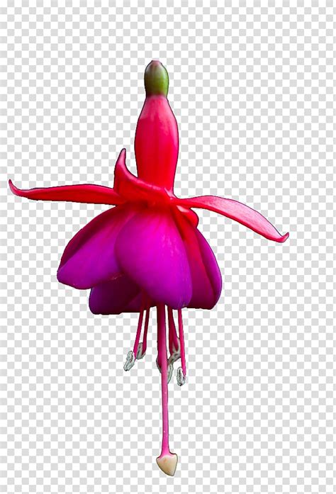 Pink Flowers Fuchsia Clip Art Png X Px Pink Flowers Clip Art