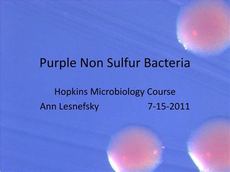 PPT - Purple Non Sulfur Bacteria PowerPoint Presentation, free download - ID:1895949