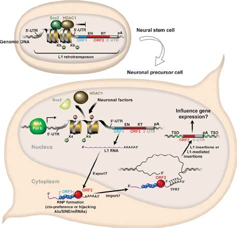 A Model For L1 Retrotransposition In Neuronal Precursor Cells