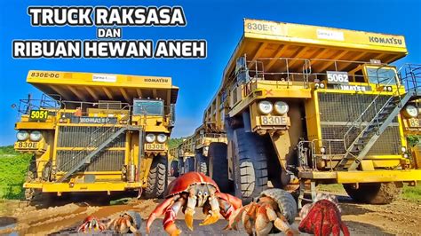 Ada Truck Raksasa Dan Ribuan Hewan Aneh Di Pinggir Pantai Ini Youtube