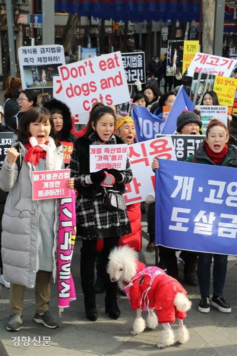 경향포토 개 도살금지법 제정하라 네이트 뉴스