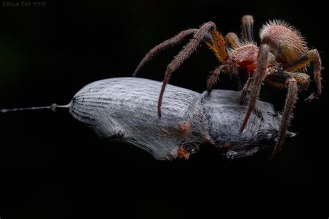 Orbweaver Eriophora Sp Wrapping Stag Beetle A Photo On Flickriver