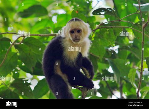 Wild White Faced Capuchin Monkey Cebus Capucinus On A Branch In The