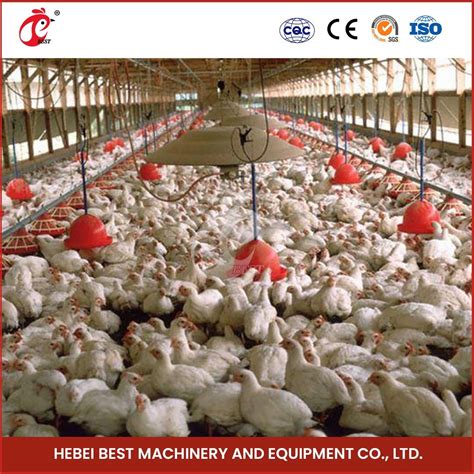 Bestchickencage Broiler Deep Litter System OEM Customized China Yellow