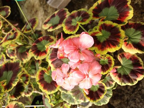 Fancy Leaf Geranium Mrs Cox Fancy Leaf Geraniums