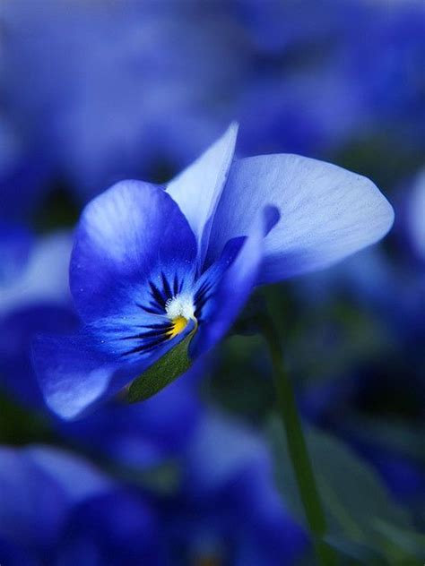 Kendrasmiles4u Wonderful Flowers Blue Flowers Pansies