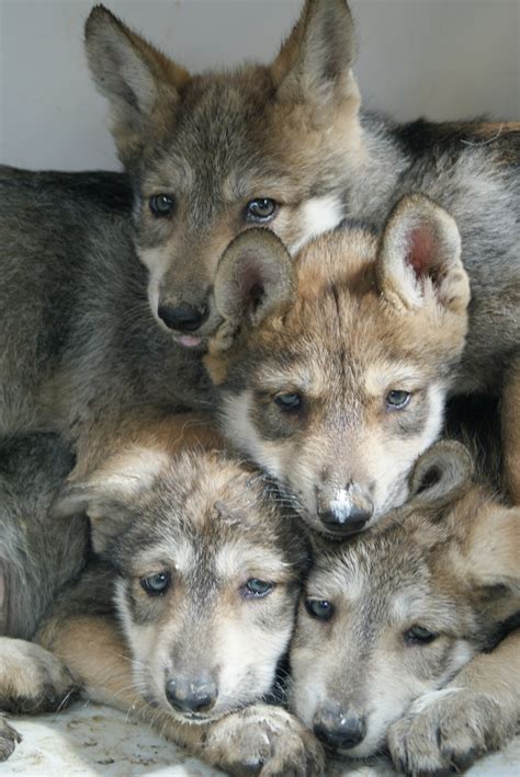 Mexican wolf puppies [x] - The world of wolves