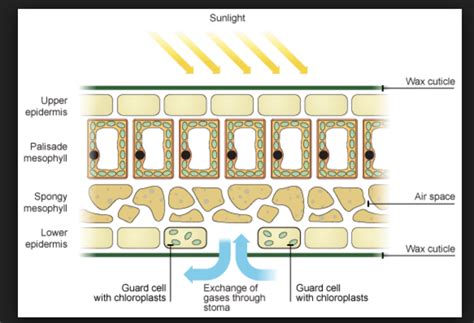 Cb6 Photosynthesis Leaf Adaptations Diagram Quizlet