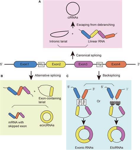 Frontiers Circular RNAs In The Central Nervous System