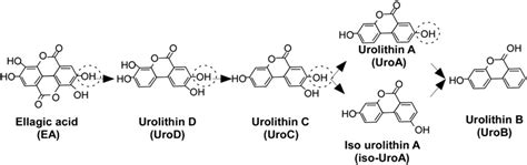 Chemical Structures Of Ellagic Acid And Urolithins A Series Of