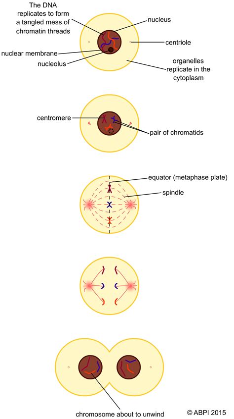 Mitosis In Action