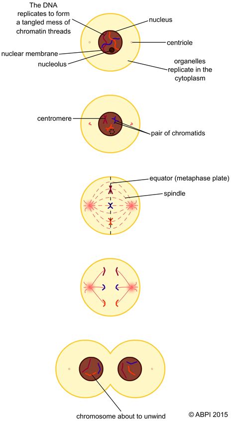 Mitotic Spindle In Mitosis Function At Ronald Jenkins Blog