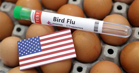 US is '18 months or so' away from finding bird flu vaccine, says ...