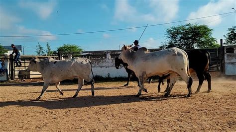 Feira De Gado De Caruaru Pe Ter A Feira Nordeste Youtube