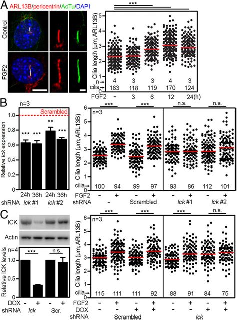 Fgf Regulates The Length Of Primary Cilia Via Ick A Primary Cilia Download Scientific