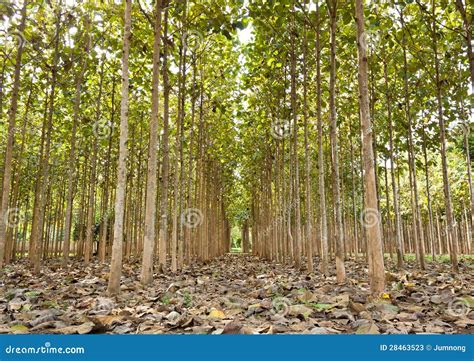 Teak Trees In An Agricultural Stock Image Image Of Tropical Sunny