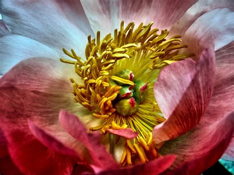 Peony Pistils Flower Free Photo On Pixabay Pixabay