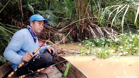 Rilis Dua Ekor Udang Telur Langsung Dapat Pengganti Udang Galah Mancing