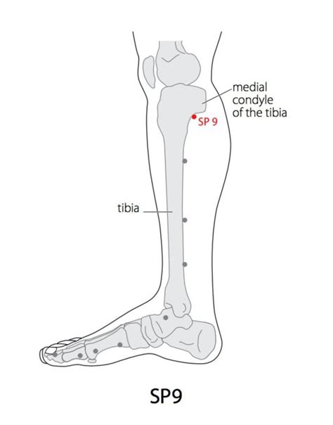 Acupuncture Point Spleen 9 SP 9 Acupuncture Technology News