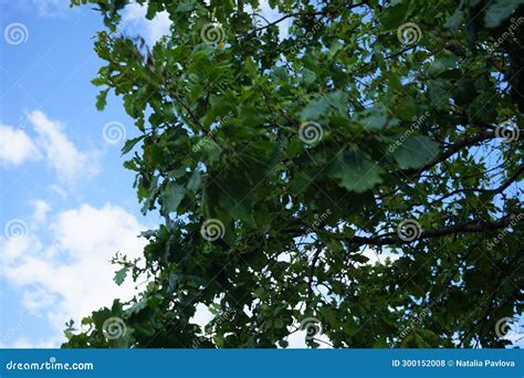 Quercus Petraea Grows In September Berlin Germany Stock Photo Image