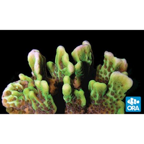 Oceans Garden Aquaculture Ora Spongodes Montipora Coral