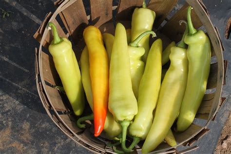 Blazing Banana Pepper Treated Seed Seedway