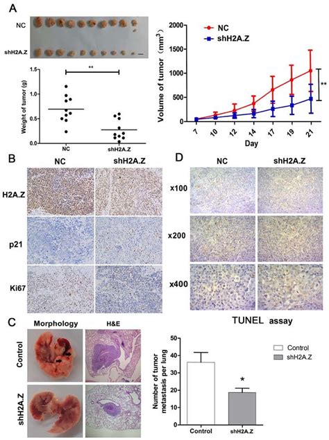 H2az Knockdown Inhibits Tumor Growth And Metastasis In Vivo A