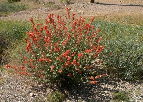 The Desert Flowers of Arizona: A Photo Gallery - WanderWisdom