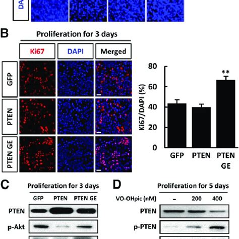 Extracellular Signal Regulated Kinase Inhibition Attenuated