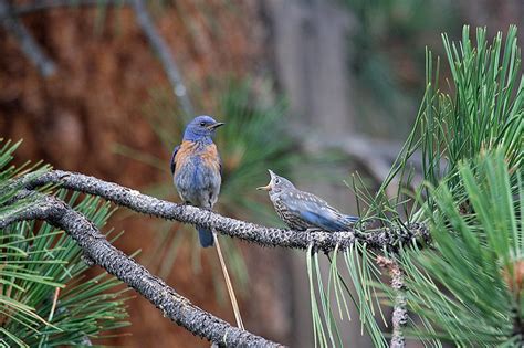 9 Beautiful Birds of Lake Tahoe | Lake Tahoe