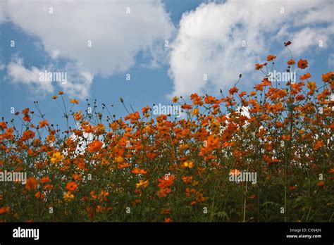 Wildflowers in North Carolina Stock Photo - Alamy