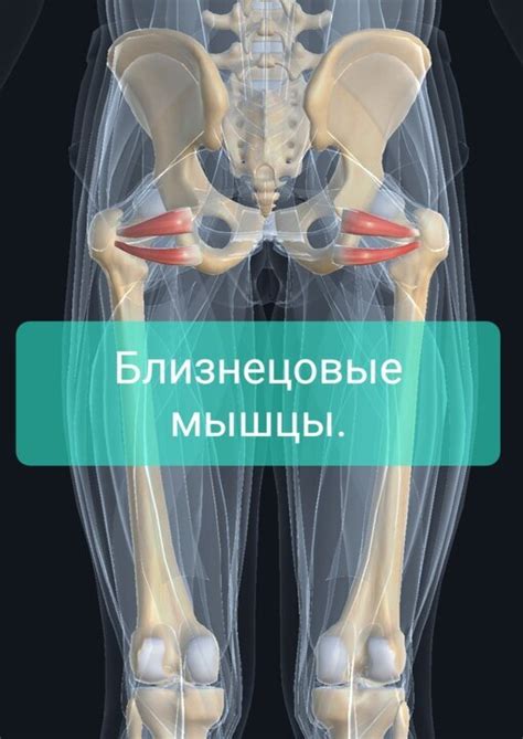 Близнецовые мышцы | Пикабу
