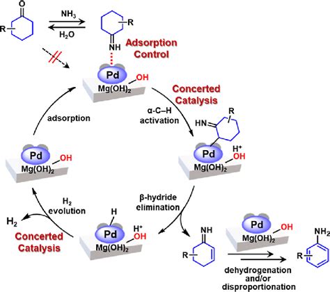 Proposed Reaction Mechanism For Primary Aniline Synthesis By Pd Mg OH