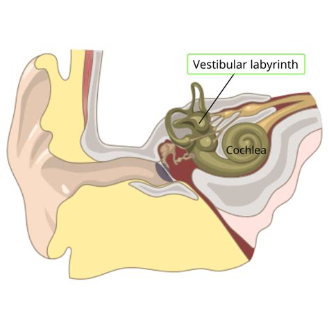 Vestibular Health — Cerebellar ataxia with bilateral vestibulopathy (CABV)