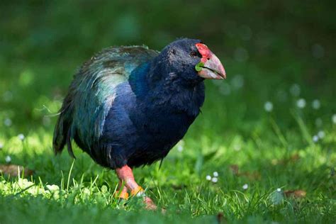 Top 10 Birds Which Cannot Fly Shocking Flightless Bird List