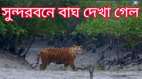 সুন্দরবনে 🐅 বাঘ দেখা সার্থক হল Sundarban Tiger Attack Sundarban