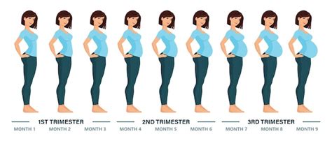 Premium Vector | Young pregnant woman set. Fetal growth at different ...