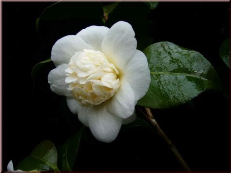 Kamelien De Camellia Jap Anemoniflora Alba Bei Kamelien De